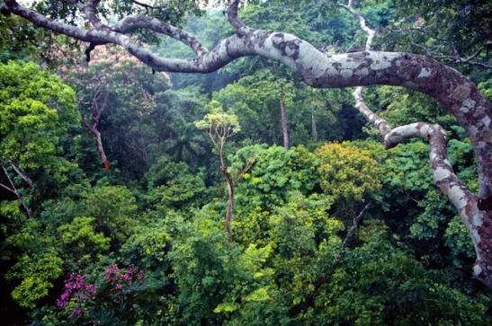 Batterman Panamanian Forests